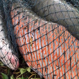 Most Epic Biggest Amazon River Monsters Caught | Survival with Emma