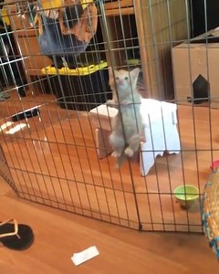 Prison escape 😼 | Cats Doing Things