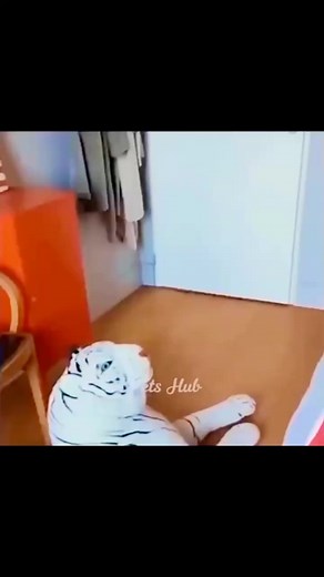 1.8K views · 45 reactions | Funny #funny | funny movement & Respect movement | Facebook