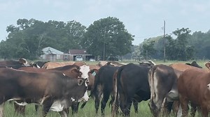 F1 Braford and Brangus Heifers exposed to Angus Bulls. These heifers will mature into a very nice herd of Cows. Clay Nohavitza 9795416703 | CowboySales.com