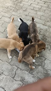 #🐕🐕👍 | Anoop Verma