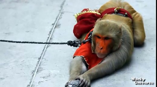 Monkey with AK-47