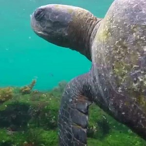 2.5K views · 108 reactions | Unveiling 10 additional shark dives for the adventurous at heart! 麗錄 | Scuba Diver Life | Facebook