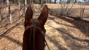 SLIDER , FIRST CHOICE BRED , 6 year old gaited John mule , extremely friendly mule . Excellent bloodlines , registered mule , 15 hands tall | Max Bishop