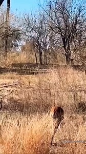 6.6K views · 23 reactions | Leopard Hunting Impala From Tree. #shorts #leopard | Ultimate Minecraft | Facebook