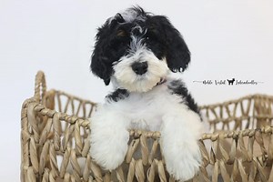 Come join us to meet Babe & JJ’s Australian Labradoodle puppies. In our upcoming series, you will get to meet each puppy individually. Come back daily to meet a new puppy! | Noble Vestal Labradoodles