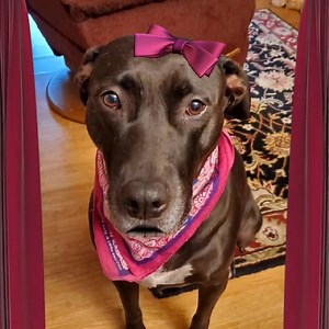 Woop...it fun facts time! | Pit Bull Patch and his fabulous friends