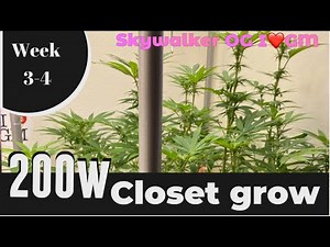 AC Infinity s22 ionboard light grow (week 3-4 Skywalker OG) #ilovegrowingmarijuana