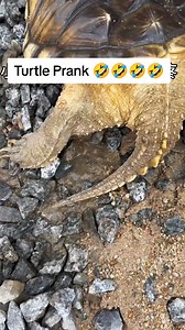 Turtle Prank | Weird Chinese Men