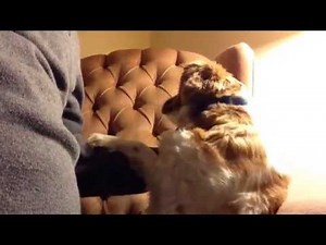 Dog hates when you stop petting him