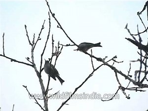Asian Black Bulbul flapping wings and preening
