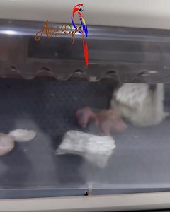 3.6K views · 205 reactions | New born Blue fronted Amazon chick....