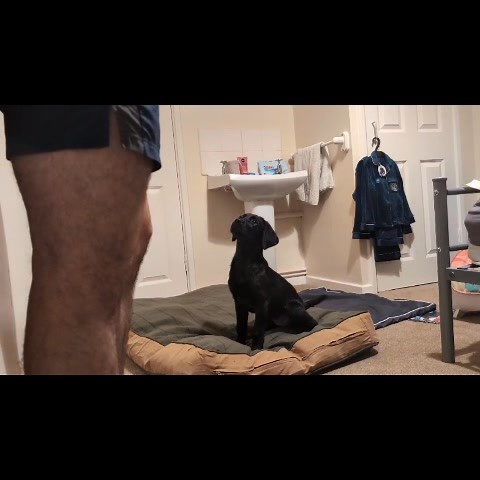 #PKCanine #UnderstandingThroughTraining #PKCanineTraining #TrainWithPK #PKCanineDogs #DogTraining #DogTrainer #K9Training #CanineTraining #ObedienceTraining #PuppyTraining #dogbehavior #dogobedience #confidencebuilding #DogOwners #DogParents #PuppyOwners #K9Community #doglovers #DogTrainingTips #DogsOfInstagram #InstaDog #DogLife #gooddog | PK Canine