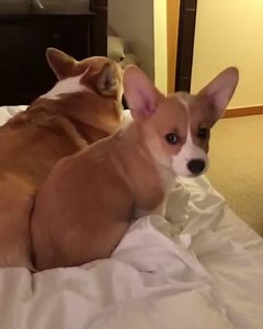 This is how you stop a barking Corgi! 😂 IG: mapleandmortycorgi | BuzzSharer Corgis