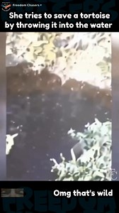 9.5K views · 18 reactions | This woman thinks she is saving turtles, but that one isn't a swimmer  Omg #fyp #trending #viral #FreedomChasers #reaction #parody #funny #comedy #lol #haha #wild #tortoises #turtles #oops #crazy #animals #wow | Freedom Chasers | Facebook