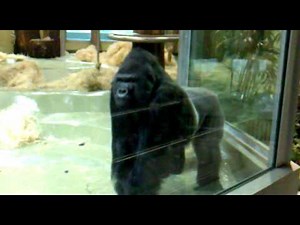 ANGRY SILVERBACK GORILLA PUNCHES WINDOW IN BERLIN ZOO