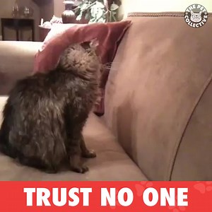 322K views · 3K shares | Shadow boxing, literally: | The Pet Collective | Facebook