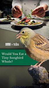 This cursed french dish is a delicacy for being downright blasphemous! 🐤🍴Follow us for more wild stories! #FrenchCuisine #DarkHistory #ForbiddenFoods #Ortolan #FoodTok #ScandalousEats #WeirdFood #TheDailyNet #DidYouKnow #MichelinMadness #HistoryTok #tdn #omg | OMG