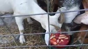 It's Hot!!! What can you do for your outside critters? Try this "Cool" idea | Lusco Farms Rescue