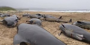 Pod of 55 pilot whales die after being stranded on a beach
