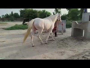 Horse and Crossover Process#Horse #Horse #AnimalReproduction#StallionAndMare