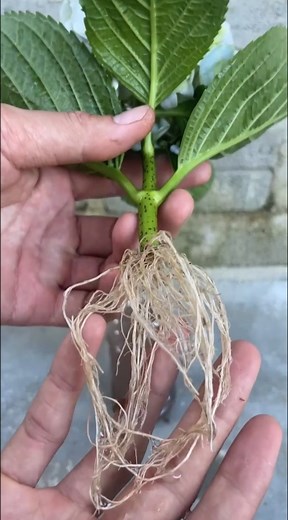 6.9K views · 185 reactions | New How to propagate hydrangeas by flower cuttings #plants #plantbased #plant #plantpower #plantbaseddiet #plantas #plantpowered #plantstrong #plantsofinstagram #plantlife #plantasemcasa | MasterYii-9 | Facebook
