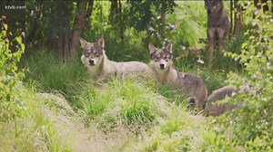 What does SB 1211 mean for Idaho's grey wolf population?