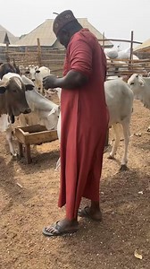 Abigold Farm on Reels