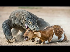 Komodo dragon sound and Pictures.