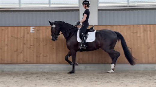 1.4K views · 36 reactions | Vores 3 årige hoppe HP Isabella (Ibiza x Furst Romancier x Weihegold) er flot forberedt til sin rideprøve af Maria Falkner Hansen og Stephanie Adstofte. Hun har aflagt en flot rideprøve med mere end 800 point og er udtaget til eliteskuet i Rastede, | HP Horses | Facebook