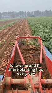 part 4 Storing Sweet Potato Seeds for Winter#vegetablegarden #plantingtechniques #vegetablegardening #garde | Agricultural.inno