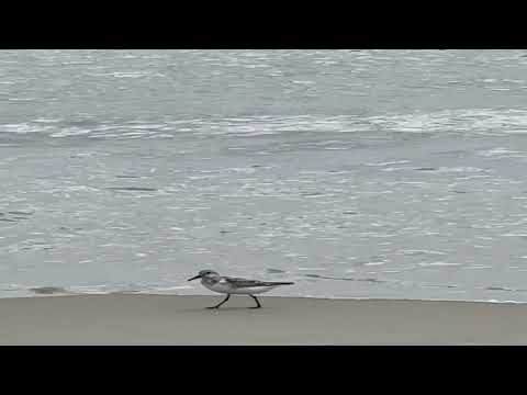 Dream Sweet in Sea Major Sample Beat and Visualizer