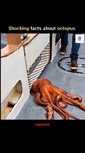 Shocking facts about octopus | অক্টোপাস সম্পর্কে মর্মাহত তথ্য  #shortsfeed | Intelligent Fact | Facebook