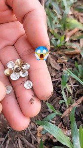 8.4K views · 80 reactions | Lot's Of Diamond. #treasure | GO finder | Facebook