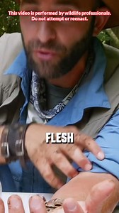 39K views · 463 reactions | “Wallop”? Who says “wallop”?! #executionerwasp #wasp #sting #coyotepeterson | Coyote Peterson | Facebook