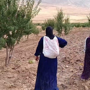 Nomadic Family Walk Long Distances to the Almond Orchard to Pick Almonds. | Family Cooking