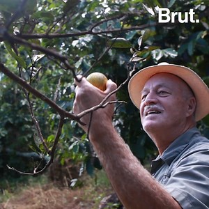 625K views · 635 reactions | "It's almost all gone." In the aftermath of Hurricane Maria, the struggles haven't ended for this farming family in Puerto Rico.  | Brut | Facebook