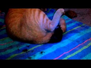 Cat giving birth to 3 kittens