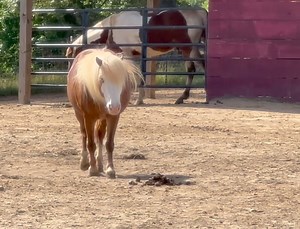 8.7K views · 731 reactions | Maggie looks better every single day!  she was barely willing to take a step a few months ago. Her feet are feeling so much better now. Her primary motivation in this video is getting to the gate where she sees me handing out treats to everyone.  I give her one treat each day. It seems only fair because she has become such a good girl about taking her medicine. 珞 | Frog Song Farm Sanctuary | Facebook