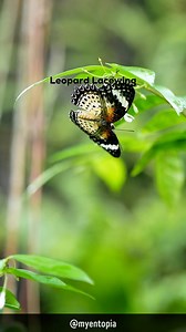 Notice how different males and females are, even when they're from...