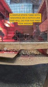 Curious what it takes to start raising chicks? Come get a chick starter kit with us at Escondido Feed & Supply! 👉🏼Heat Lamp & Bulb 👉🏼Waterer 👉🏼Feeder 🥚Egg Cartons- you won’t need these right away but they are helpful to have on hand when the time comes! Preventative Care Products 👉🏼Modesto Milling Certified Organic Feed 👉🏼A Stock Tank or Hutch- aka a safe place to house the chicks! 🐥And of course CHICKS! #modestomilling #chicks #chickens #raisingchickens #organicchickens #organicchic