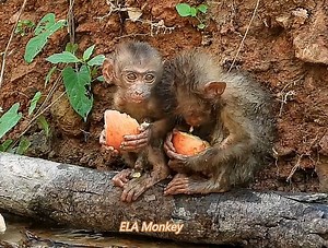Found the monkey sony and Sonit was sitting near the water, she gave food to | The Story Daily