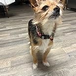 Lionheart glory Valentine Dog Collar-Red Hearts Cute Spring Collar for X-Small Dogs Female Male Pet Gift Adjustable Heavy-Duty Puppy Collars Holiday