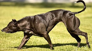 Meet Wendy The Whippet - The Most Muscular Dog In The World