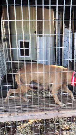 Special.. ⭐️Just because your female has pups and nursing is no excuse for a boney mother. Get the nutrients in her early and feed her the right food! I personally feed adult and pup food mixed with nutrients on top and plenty of water! Special had a litter of 12 but only 11 made it. She is busy 24/7 now but happy as ever. Take care of them dogs and Try Hard Champion #apbt #americanpitbullterrier #americanpitbull | Try Hard Kennels | Facebook