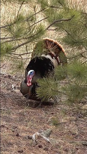 LISTEN CLOSE and you can hear this guy DRUMMING #turkeys #turkeyhunter