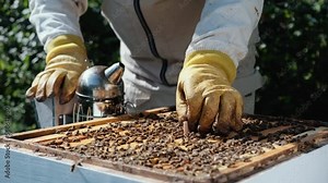 Varroa mite control. Varroa destructor. How to treat bees from varroa mite. The beekeeper treats the bees of the varroa mite. Diseases of bees and their treatment. Varroasis.