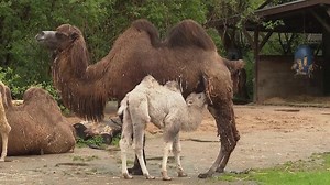 Auch die Faultiere haben Nachwuchs bekommen: Kölner Zoo hat kleinen Kamel-Kindergarten