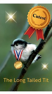 # It Has Begun: RSPB Old Moor Nature Awards 🌟 Today, the Gold Medal for Cuteness has been awarded to... the Long-tailed Tit! | RSPB Old Moor