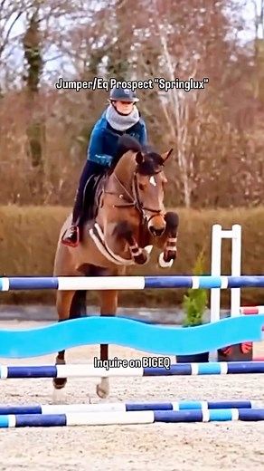 TAP FOR INFO Equitation/Jumper prospect "Springlux" 2018 16.1 hand Irish Sport Horse Mare. Inquire on BIGEQ Search by name here: bigeq.com/search #bigeq #showjumping #showjumper #equitation #eqhorse | BIGEQ | Facebook